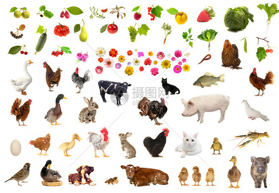 农耕食品母鸡生活洋葱西瓜麻雀黄瓜癌症村庄食物图片