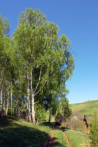 夏月风景场景树干阳光蓝色树林绿色桦木乡村城市季节图片