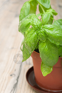 被施压的巴西石油公司香料蔬菜草本植物绿色叶子植物香气味道草本木头图片