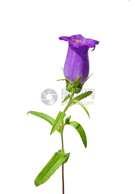 贝尔花 Campanula 中型植物群白色粉色植物紫色花园草本植物图片