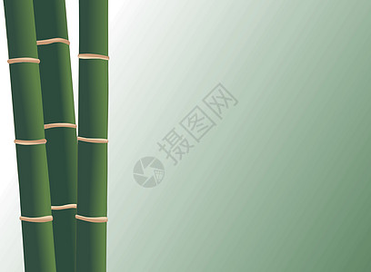 竹竹背景花园风水森林生物绿色竹子热带生长文化植物背景