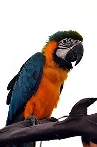 Macaw 鹦鹉荒野动物园小路鸟类翅膀航班野生动物热带动物羽毛图片