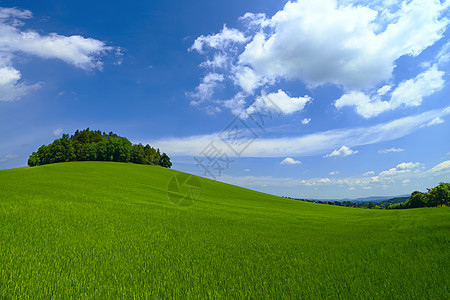 绿野土地场景森林小麦滚动地平线天空爬坡蓝色环境图片