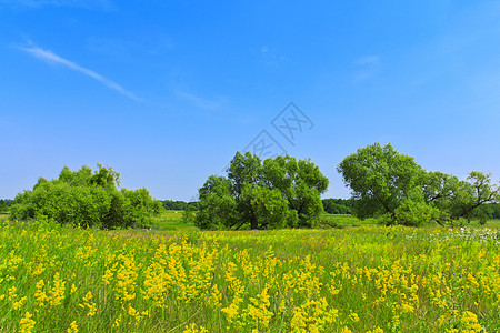 花朵与草地对着蓝天图片