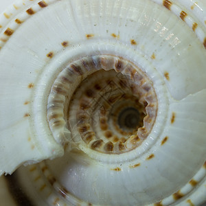 白海飞艇贝类宏观白色海星海洋生物蜗牛沙币贻贝结痂蛤蜊图片