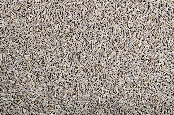 Cumin 种子纹理图片