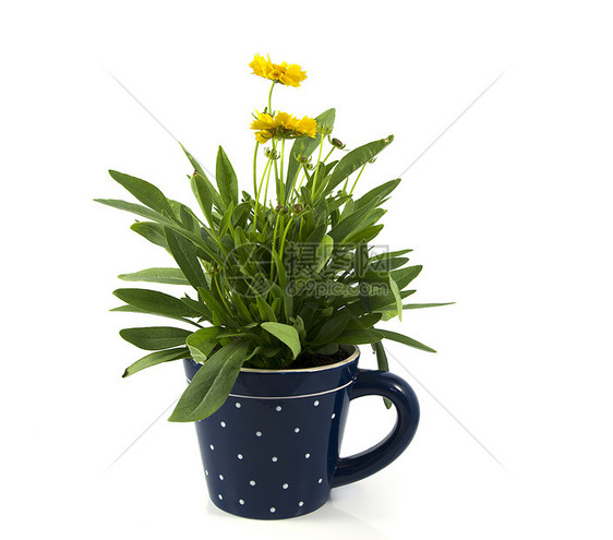 蓝色杯子中白白孤立的黄黄色菊花图片