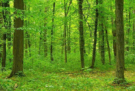 森林宗教荒野植物树木空地阳光精神林地风景辐射图片