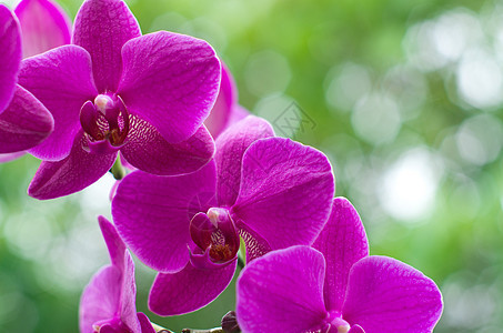 兰花花园热带花瓣粉色植物生长紫色植物群叶子脆弱性图片