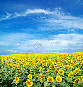 向向向外字段文化草地植物天空国家场景种植园黄色生长蓝色图片