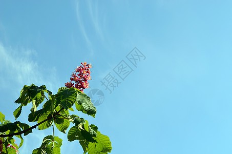 蓝天上鲜红色的花朵美丽的糖果树图片