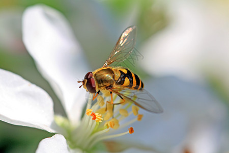 黄蜂在开花的树上晴天公园生长宏观李子植物花瓣蜜蜂蓝色天空图片