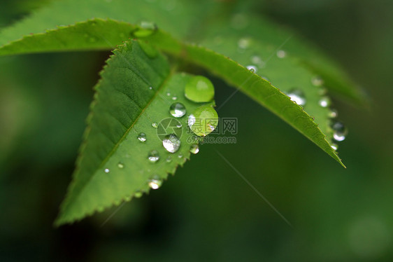 滴在绿药草上的雨运球细雨洪水宏观植物植物群细流眼泪活力环境图片