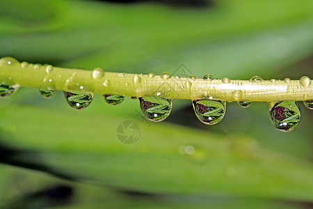 绿色草药的雨滴植物强光镜头洪水草本植物百合特写植物群气候眼泪图片