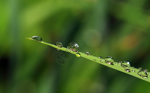 滴在绿药草上的雨强光环境床单杂草洪水眼泪特写百合植物群镜头图片