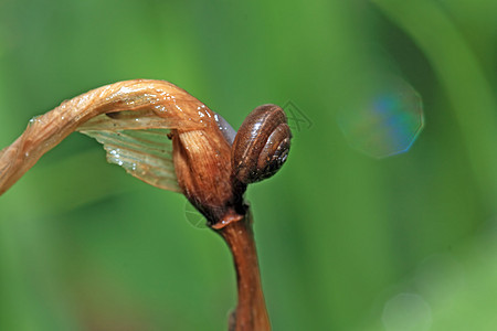 湿药草上的小蜗牛图片