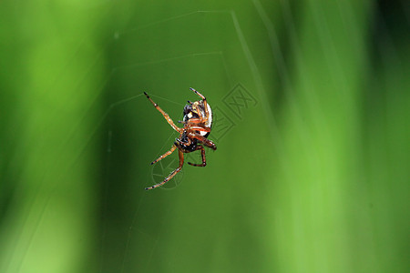 绿色背景的红蜘蛛生物花园警告危险螺旋动物珠子安全圆圈害虫图片
