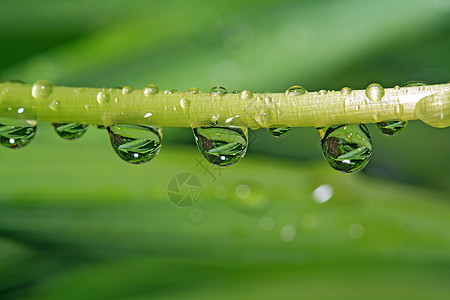 滴在绿药草上的雨细流细雨海浪植物群运球杂草气候强光特写草本植物图片