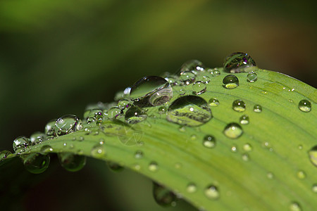 滴在绿药草上的雨杂草活力草本植物环境植物群海浪床单运球洪水飞溅图片