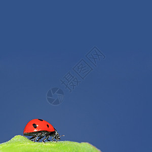 蓝色天空下绿色草药中的淑女虫甲虫倾斜动物蠕变圆圈植物昆虫运气生活野生动物图片