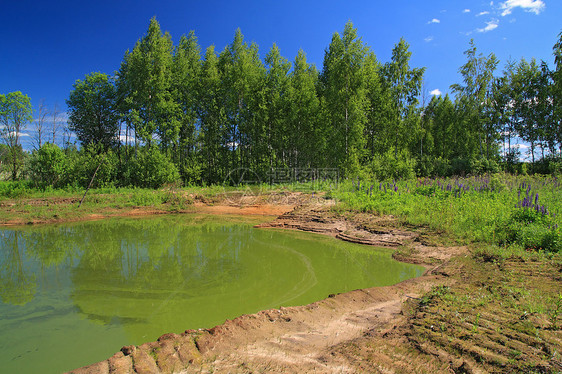 夏季木柴中的绿湖水域支撑风景环境场地藻类森林腐烂微生物公园图片