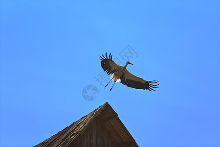 蓝天空背景的斯托克飞翔自由翅膀希望航班动物野生动物濒危天空观鸟和平图片