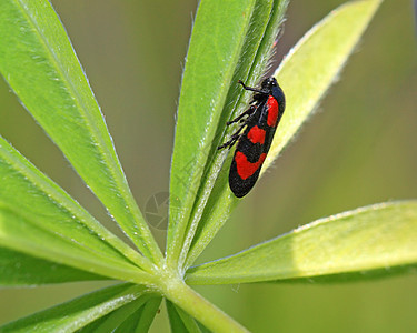 绿色工作表上的红色错误农业叶子花园性别甲虫运气昆虫植物橙子倾斜图片