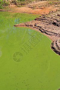 夏季木柴中的绿湖森林天空藻类旅行霉菌植物群生态腐烂环境公园图片
