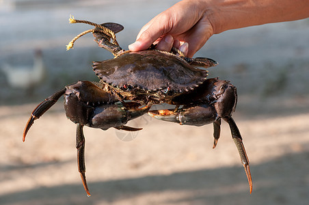 红蟹海洋美味棕色美食橙子动物小龙虾销售食物螃蟹图片