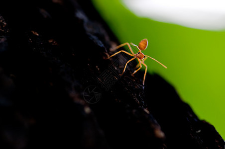 红蚂蚁腰部漏洞踪迹昆虫森林丛林红色集体探索工作图片
