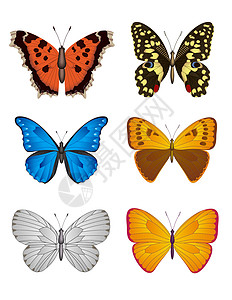 蝴蝶系列 矢量说明图片