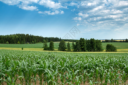 美丽的夏季乡村地貌风景场景农田土地天气植物晴天天空树木场地图片