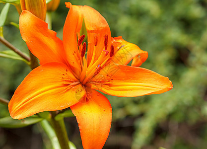 花朵橙色百合叶子橙子园艺雌蕊植物高地作品时间晴天农场图片