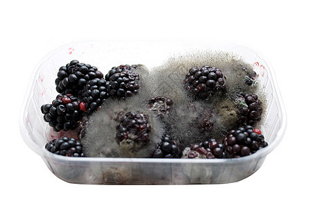 腐烂黑莓食物盒子模具黑色白色浆果水果塑料图片
