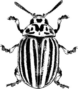 科罗拉多甲虫 - 矢量说明图片
