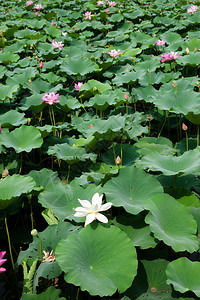 水柱植物睡莲花朵园艺花园生长图片