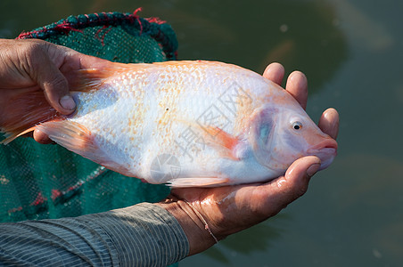无罗非亚工作室鲷鱼生活市场静物食物眼睛团体钓鱼海鲜图片
