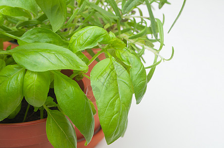 药用草药草本植物草本芳香药品植物烹饪叶子盆栽香料香气图片