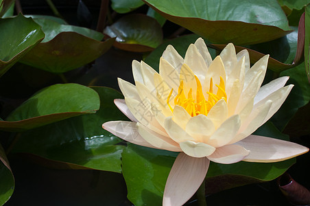 黄黄色水李植物漂浮池塘美丽百合植物群环境叶子花园荷花图片