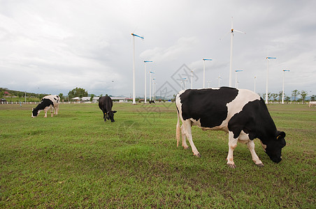 奶牛农场奶制品蓝色哺乳动物场地晴天牛肉草地国家天空场景图片