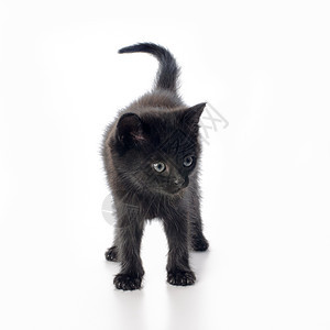 范芬尼黑小猫工作室短发友谊晶须幸福哺乳动物生活猫科动物宠物尾巴图片