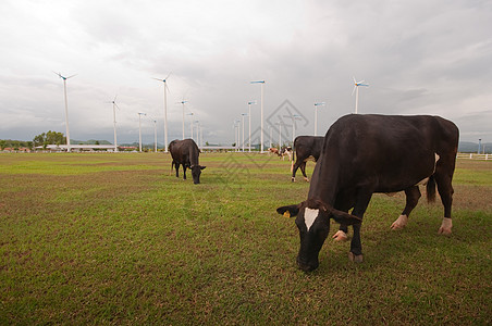 奶牛农场动物哺乳动物家畜环境场景农田国家团体奶制品鼻子图片