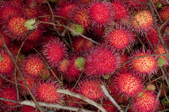 拉布坦植物收成季节食物营养果味维生素树叶热带种子图片