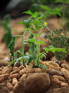 花生植物豆类食物收成绿色农场叶子栽培植物学农业图片