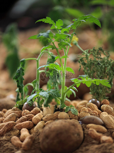 花生植物豆类食物收成绿色农场叶子栽培植物学农业图片