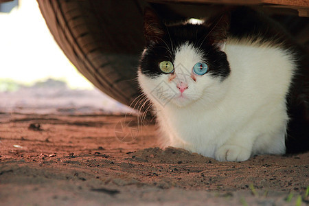 双眼不同的猫哺乳动物毛皮蓝色晶须眼睛黑色个性小猫好奇心白色图片