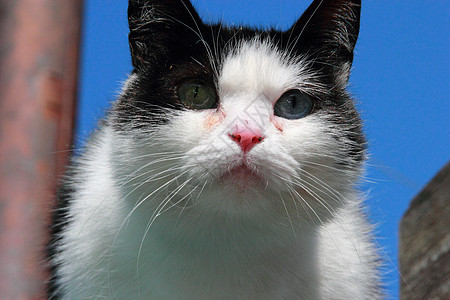 双眼不同的猫小猫白色黑色哺乳动物宏观绿色晶须眼睛个性蓝色图片