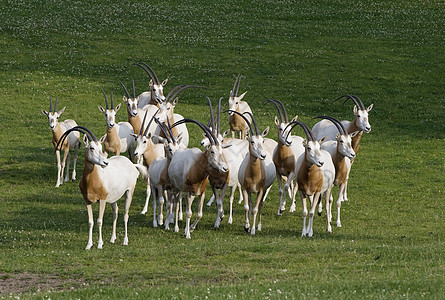 羚羊群动物荒野生态旅游团体动物群牛角哺乳动物脊椎动物食草水平图片