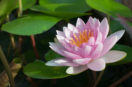 紫色水百合荷花异国绿色花瓣情调美丽植物花园叶子池塘图片