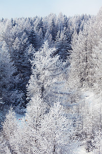 积雪中的森林首脑天气童话全景阳光暴风雪降雪木头蓝色天空图片